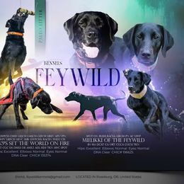 Labrador Retriever puppies from Feywild Kennels