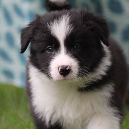 Boy 4 - Border Collie puppy from Cool Meadow Farms