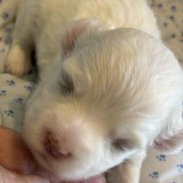 Boy 2 - Cream male Havanese puppy in East Lansing, Michigan from VanCort's Happy Havanese