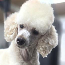 Yue - Cream female Poodle puppy in Keats, Kansas from Little Apple Standard Poodles