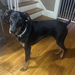Kyro - Black and rust male Doberman Pinscher puppy in Winchester, Ohio from 32 Farms