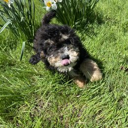 Bernedoodle, Cavapoo, and Goldendoodle Puppies from Doodle Amore