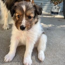 Lady - White and sable female Shetland Sheepdog puppy in Pine Island, Minnesota from Tricia's Sheltie Puppies