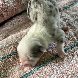 Beauty - Blue merle female Australian Shepherd puppy in Monroe, Utah from Shawnkara Australian Shepherds & Miniature American Shepherds