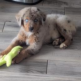 Australian Shepherd and Pomeranian Puppies from Sandy Aussie's