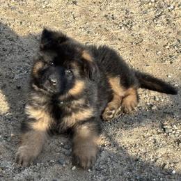 Teal Collar long hair coat male - Black and red male German Shepherd puppy in Galt, California from At Redwood Runs