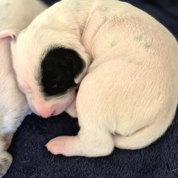 Red Boy - White and black male Dalmatian puppy in Sac City, Iowa from KC Dalmatians