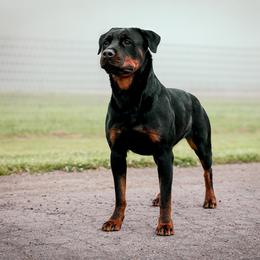 Arti - Rottweiler