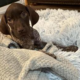 Hershey Boy 1 - Liver and white male German Shorthaired Pointer puppy in Troy, North Carolina from Uwharrie GSP