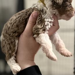 Bernedoodle Puppies from Bernied00dle Love