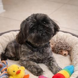 Rayna - Brindle female Shih Tzu puppy in Waynesboro, Pennsylvania from Big Win Shih Tzus