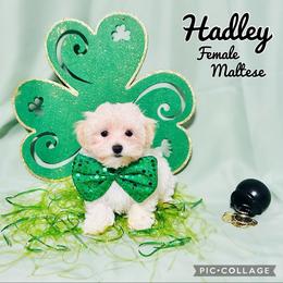 Maltese, Maltipoo, Poodle, and Yorkshire Terrier Puppies from Paw Perfect Pets