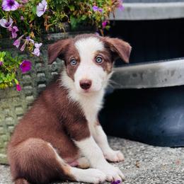 Boy 2 - red and white - White and red male Border Collie puppy in Minden, Iowa from Rocking N Registered Border Collies & Labradors