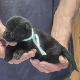 Boy 2 - Black male German Shepherd puppy in Lake George, Colorado from High Country German Shepherds