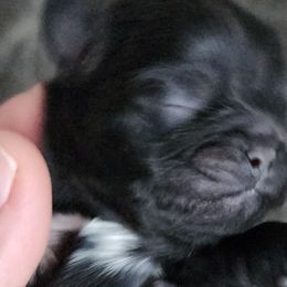Harley - Black and white Shih Tzu puppy in Phoenix, Arizona from AZSHIHTZCREW
