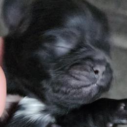 Harley - Black and white Shih Tzu puppy in Phoenix, Arizona from AZSHIHTZCREW