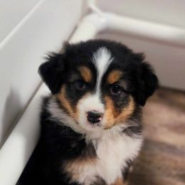Australian Shepherd Puppies from Shelter Cove Aussies