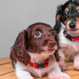 Dachshunds from Chocolat &  Créme doxies