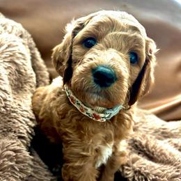 Pando - Red  female Goldendoodle puppy in Payson, Utah from Mountainside Goldendoodle