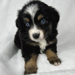 Oreo - Black tri female Miniature Australian Shepherd puppy in Bedias, Texas from JSK Aussie and Cavaliers