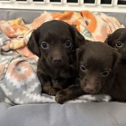 Dachshund Puppies from jennelle johnson