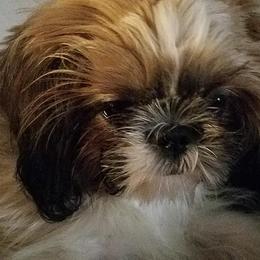 SHYLYN - Shih Tzu