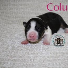 Columbia - Black tri-color female Australian Shepherd puppy in Crockett, Texas from Southern Paws Mini Aussies