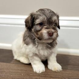 Sable and white male - Silver sable male Havanese puppy in Douglas, Georgia from Huffer Hounds and Havanese