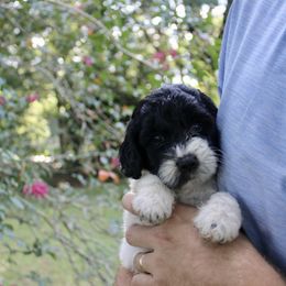 Dot - Black female Labradoodle puppy in Dothan, Alabama from Circle City Labradoodles