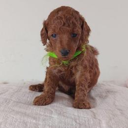 Samuel of Shiloh Majestic Embrace Miniature Poodle - Red  male Poodle puppy in Licking, Missouri from Majestic Embrace Poodles