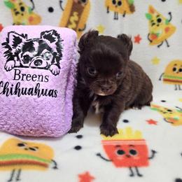 Solid chocolate boy, white markings - Chocolate male Chihuahua puppy in Richmond, Virginia from Breens