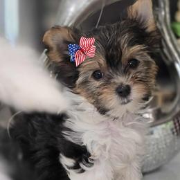 Biewer Terrier puppies from Granny's yorkshire Terrier Modesto California