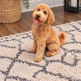 Lola - Goldendoodle