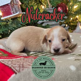 NUTCRACKER - Cream male Dachshund puppy in Columbia, Louisiana from Diamond 5R Ranch AKC & CKC Miniature Dachshunds