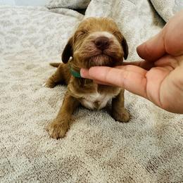 Green - male Golden Mountain Doodle puppy in Leander, Texas from Olive Grove Doodles
