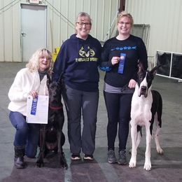 American Staffordshire Terrier and Great Dane Puppies from Unity Great Danes & Staffs