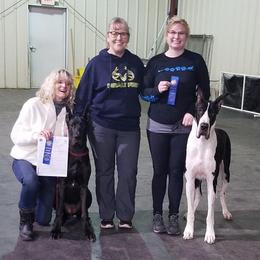 American Staffordshire Terrier and Great Dane Puppies from Unity Great Danes & Staffs