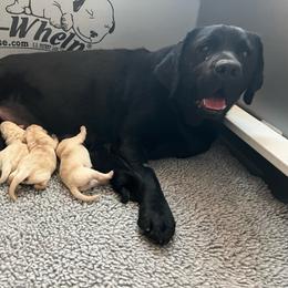 Pink - Black female Labrador Retriever puppy in Buckeye, Arizona from Foothills Labrador Retrievers