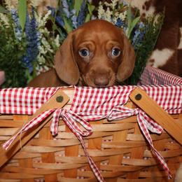 Old Man - Red male Dachshund puppy in Baldwin Park, California from The Mini Weenies