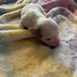 Chihuahua Puppies from Hawk's Eye Homestead