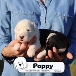 Poppy - Gray and white female Old English Sheepdog puppy in Cleveland, Tennessee from Narrow Path Old English & Sheepadoodles