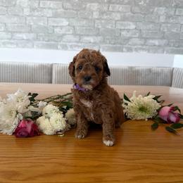 Daisy - Parti female Goldendoodle puppy in Payson, Utah from Country Sky Doodles