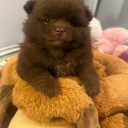 Taffy - Chocolate female Pomeranian puppy in Bristol, Connecticut from Mala Poms