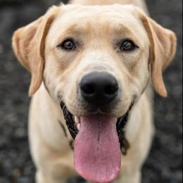 Labrador Retrievers from HLH Labradors