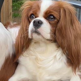 Emma  - Cavalier King Charles Spaniel