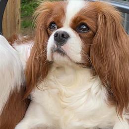 Emma  - Cavalier King Charles Spaniel