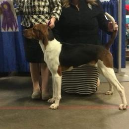 Sis - Treeing Walker Coonhound