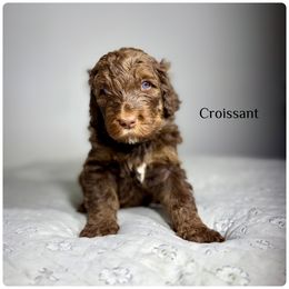 Croissant - Sable male Bernedoodle puppy in Pennsylvania from Bells Bernedoodles