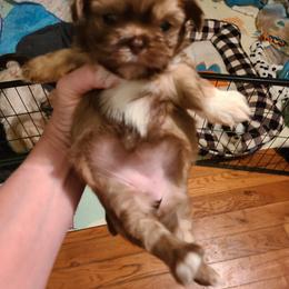 Shih Tzu Puppies from Tammy's Shihtzu Shack