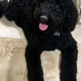 Poodles from Kenneth's Poodles
